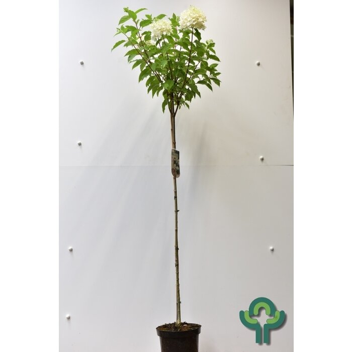 Pluimhortensia op stam (Hydrangea paniculata 'Phantom')