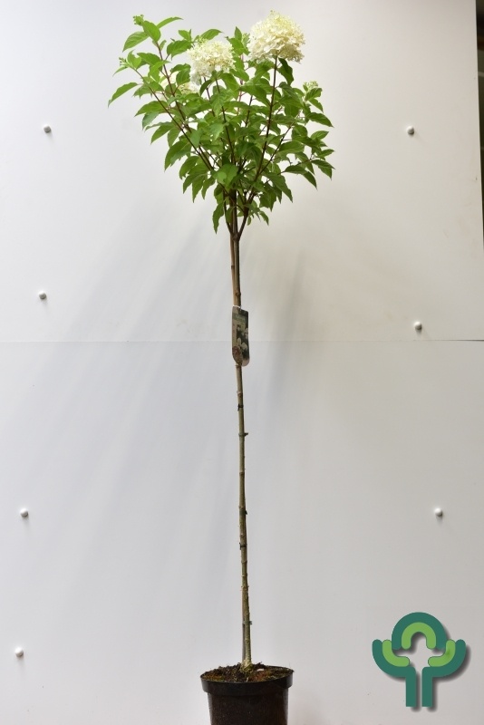 Pluimhortensia op stam (Hydrangea paniculata 'Phantom')