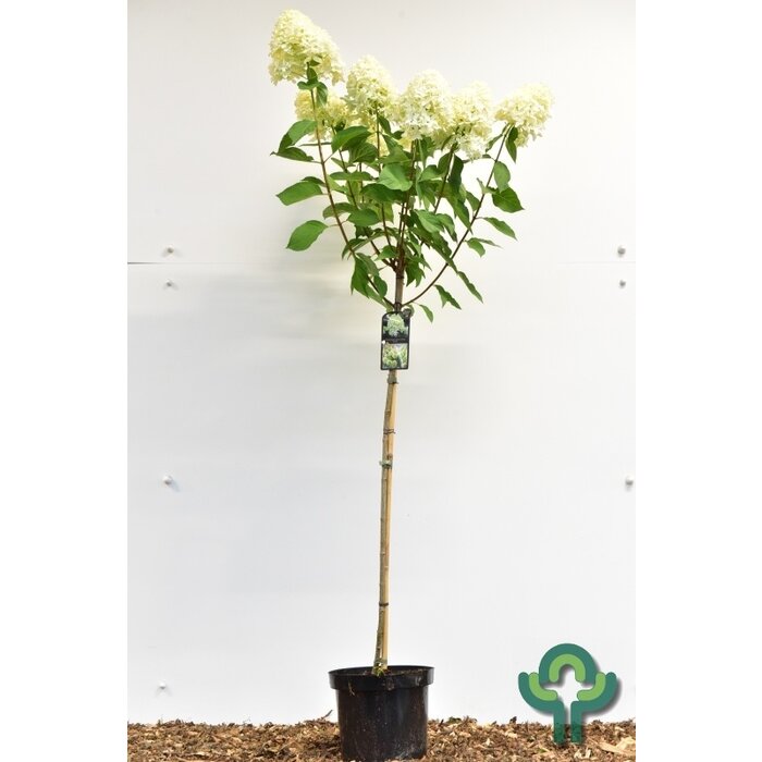 Pluimhortensia op stam (Hydrangea paniculata 'Skyfall')