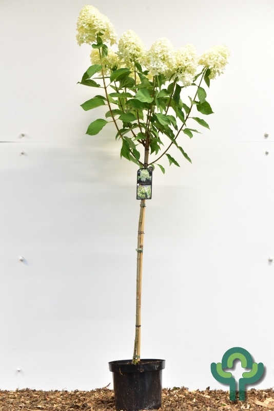 Pluimhortensia op stam (Hydrangea paniculata 'Skyfall')