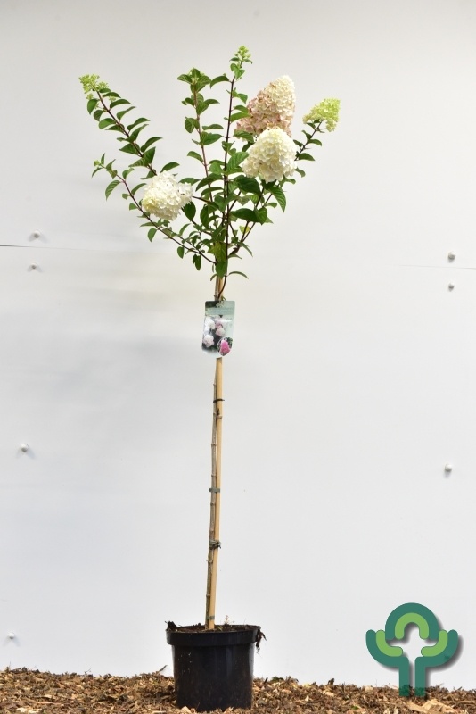 Pluimhortensia op stam (Hydrangea paniculata Sundae Fraise)