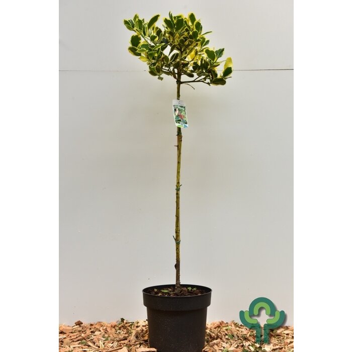 Bonte hulst op stam (Ilex altaclerensis 'Golden King')