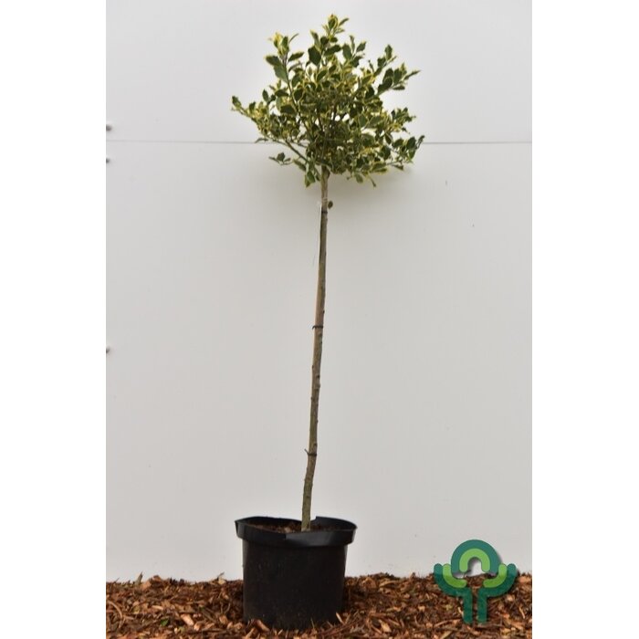 Bonte hulst op stam (Ilex aquifolium 'Argentea Marginata' )