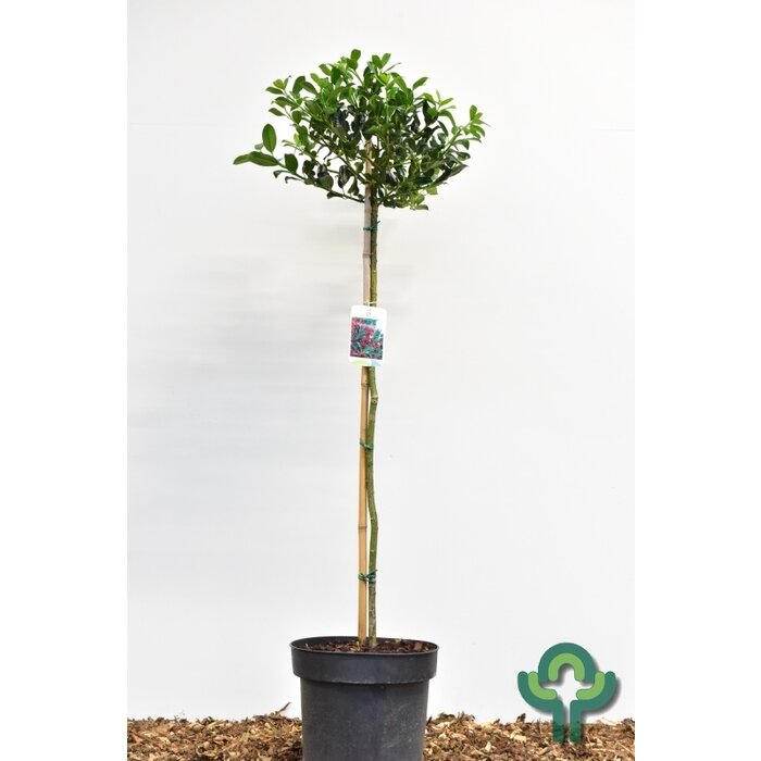Hulst op stam - Ilex aquifolium 'J.C. van Tol'