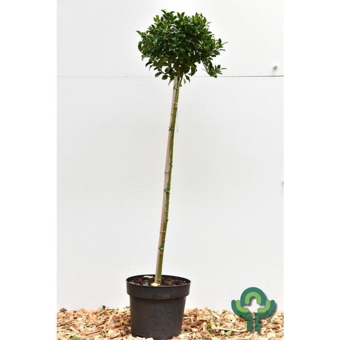 Hulst op stam - Ilex meserveae 'Blue Maid'