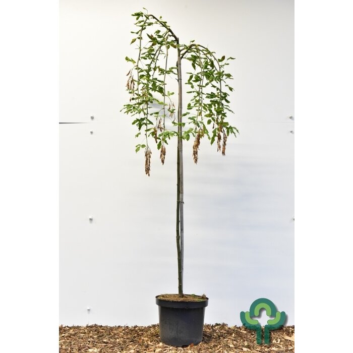 Alpengoudenregen op stam - Laburnum alpinum 'Pendulum'