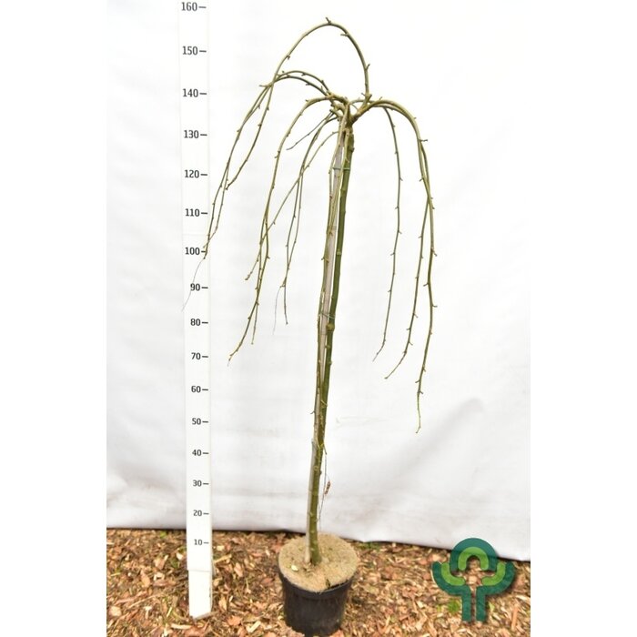 Alpengoudenregen op stam - Laburnum alpinum 'Pendulum'