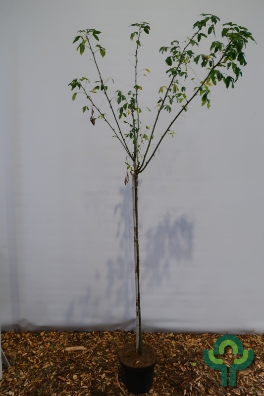 Goudenregen op stam - Laburnum watereri 'Vossii'