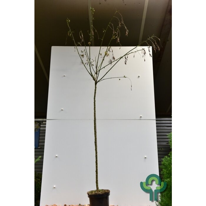 Goudenregen op stam - Laburnum watereri 'Vossii'