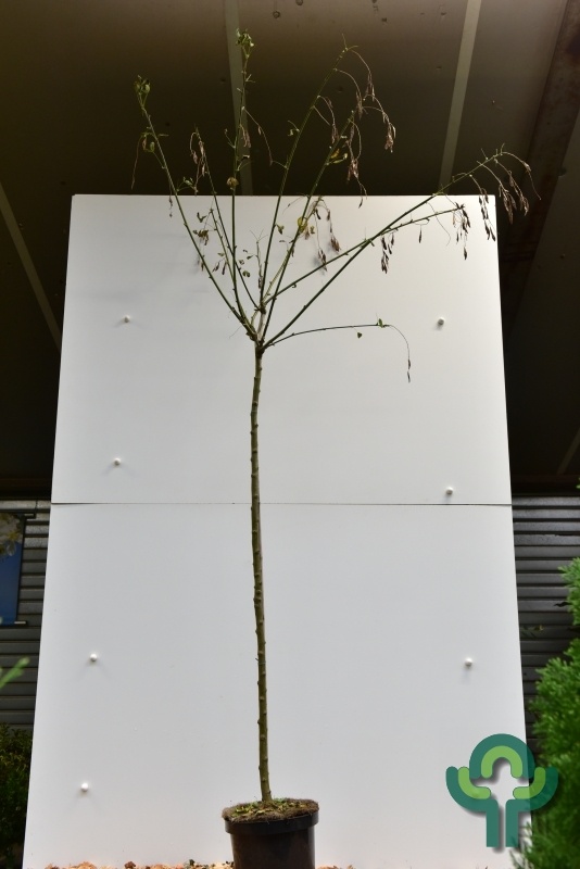 Goudenregen op stam - Laburnum watereri 'Vossii'