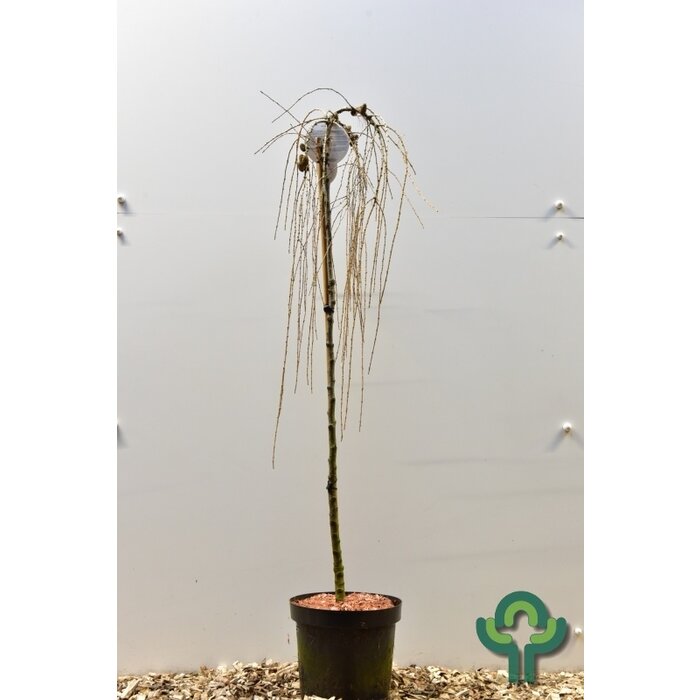Europese larix op stam - Larix decidua 'Puli'