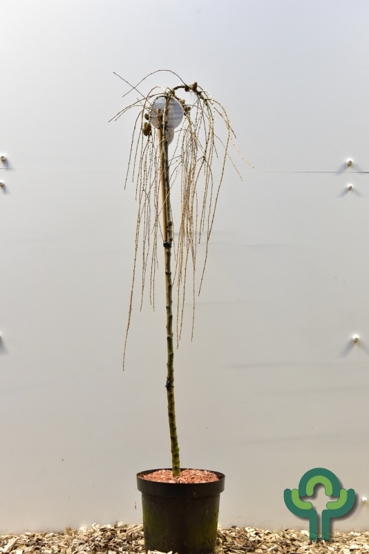 Europese larix op stam - Larix decidua 'Puli'