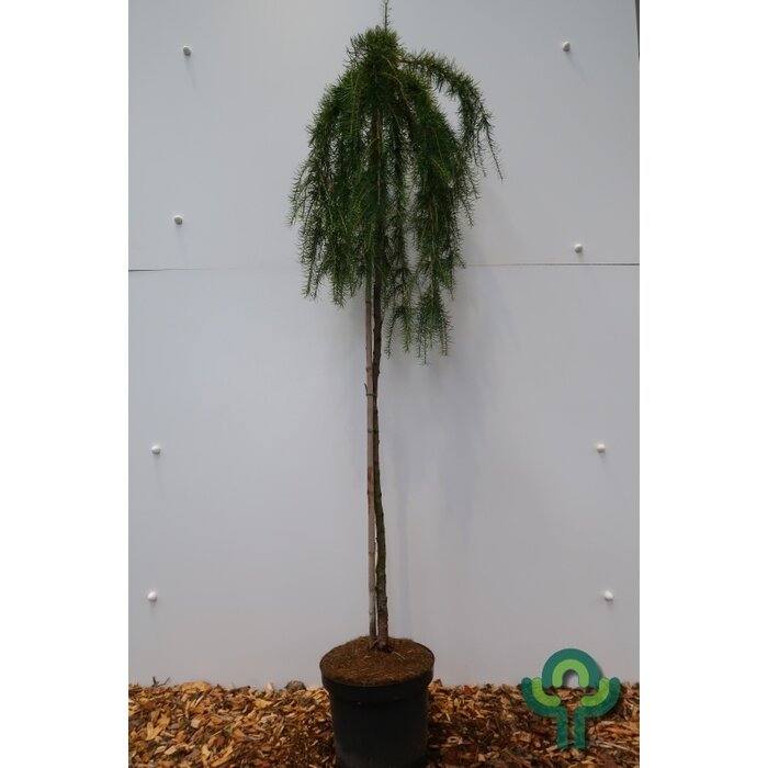 Europese larix op stam - Larix decidua 'Puli'