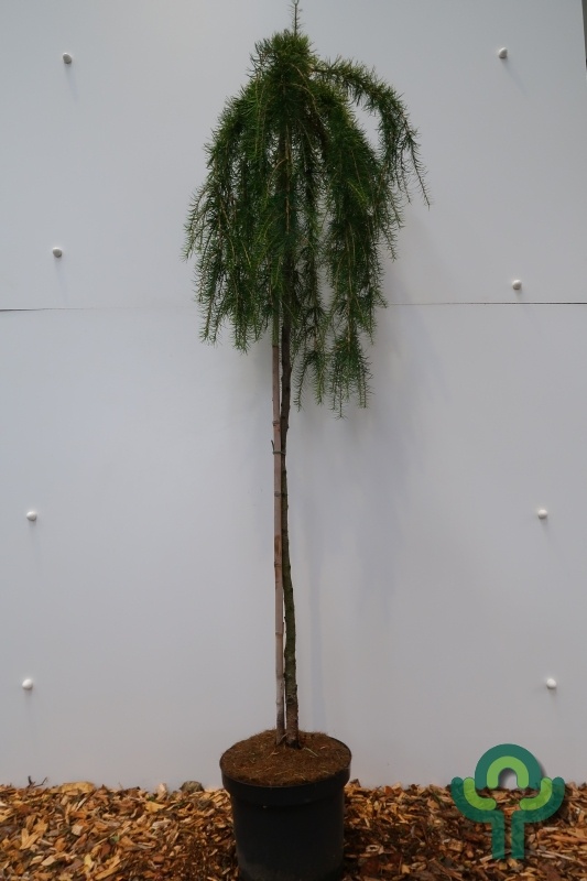 Europese larix op stam - Larix decidua 'Puli'