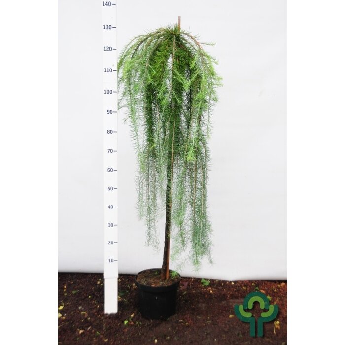 Japanse treurlok op stam - Larix kaempferi 'Stiff Weeper'