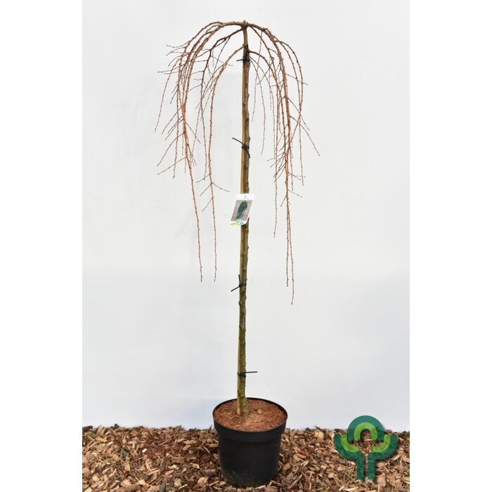 Japanse treurlok op stam - Larix kaempferi 'Stiff Weeper'
