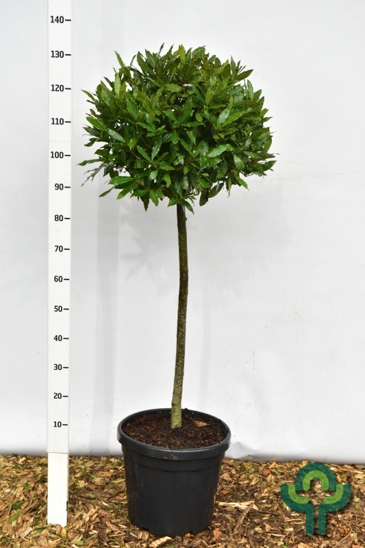 Laurier op stam - Laurus nobilis