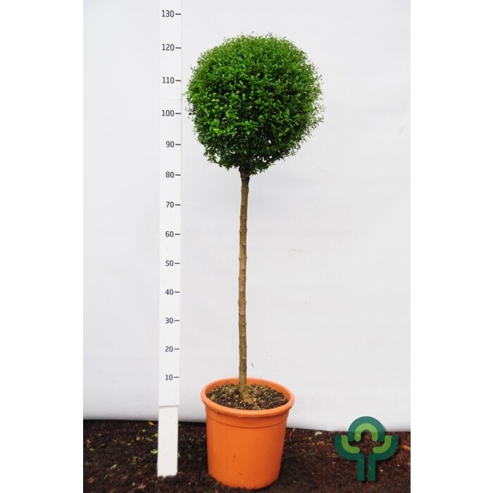 Liguster op stam - Ligustrum delavayanum