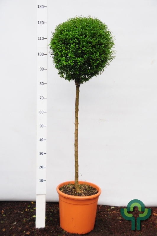 Liguster op stam - Ligustrum delavayanum