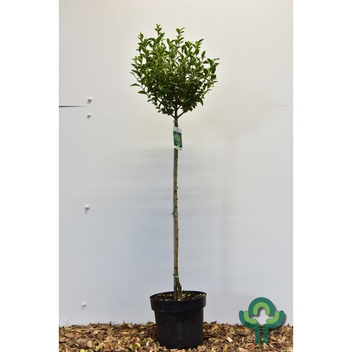 Ligustrum ovalifolium 'Aureum' - Bonte liguster op stam