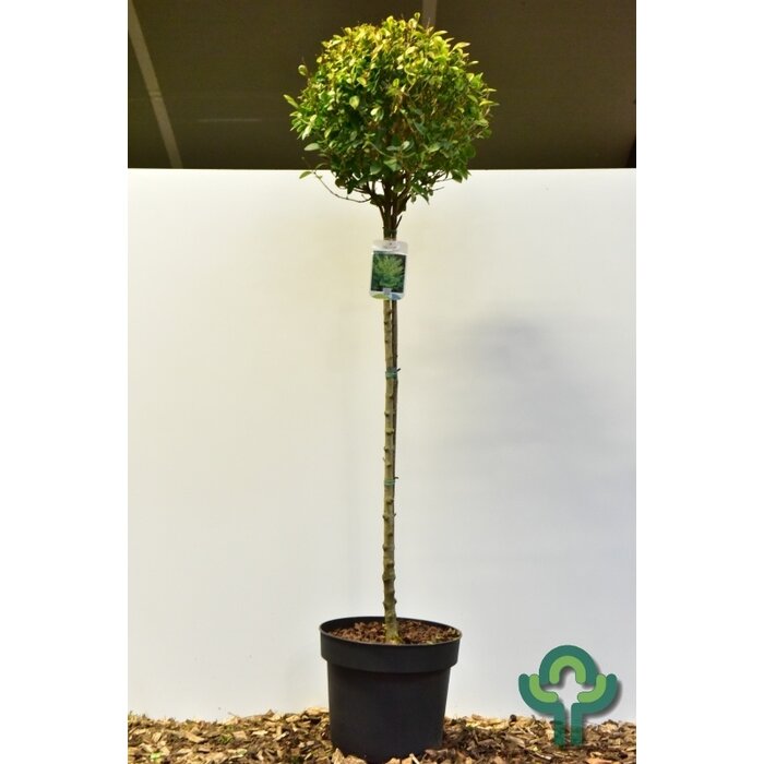 Ligustrum ovalifolium 'Aureum' - Bonte liguster op stam