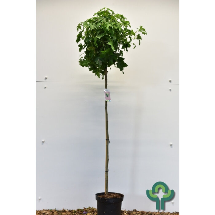 Bolamberboom op stam - Liquidambar styraciflua 'Gum Ball'