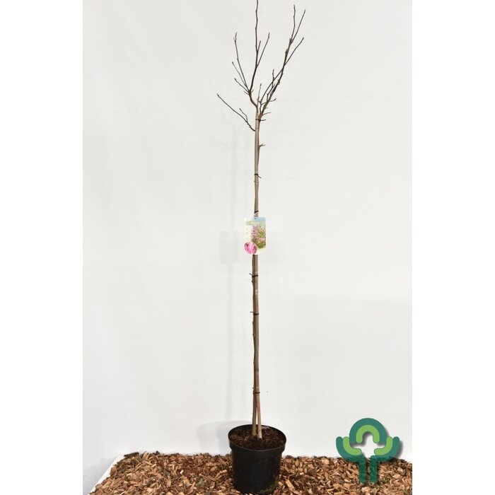 Beverboom op stam - Magnolia 'Susan'