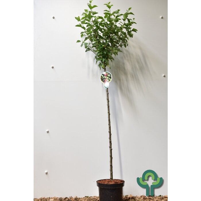 Sierappel op stam - Malus 'Evereste'