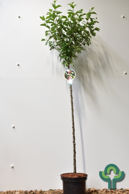 Sierappel op stam - Malus 'Evereste'