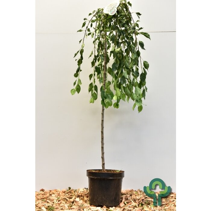 Sierappel op stam - Malus 'Fontana'