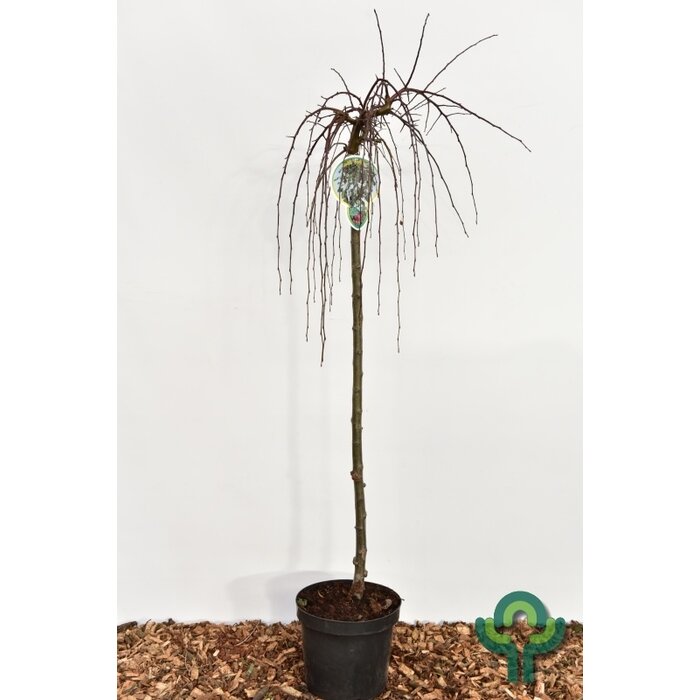 Sierappel op stam - Malus 'Fontana'