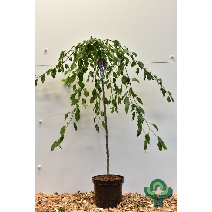 Sierappel op stam - Malus 'Red Jade'