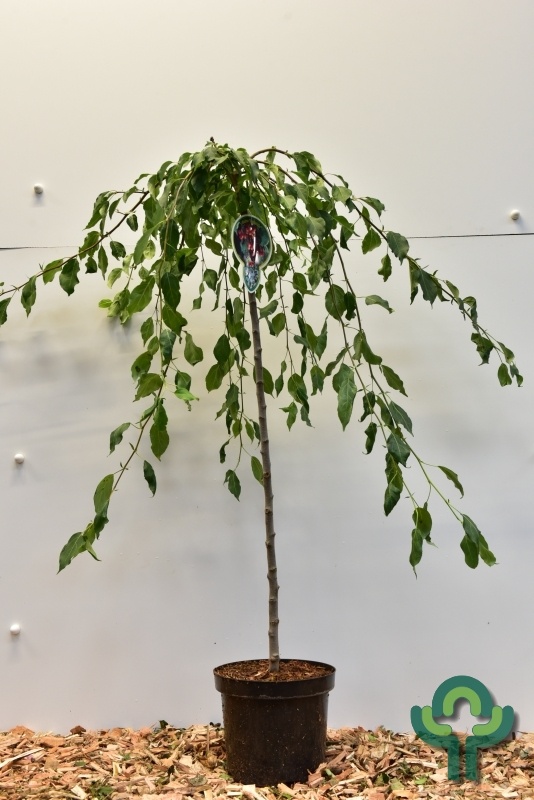 Sierappel op stam - Malus 'Red Jade'