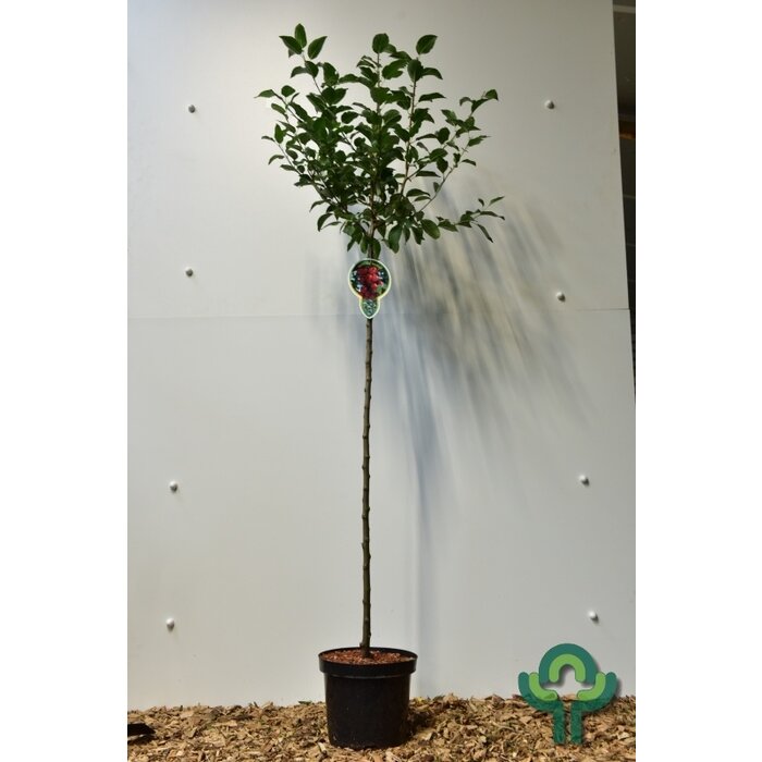 Sierappel op stam - Malus 'Red Sentinel'