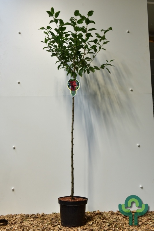 Sierappel op stam - Malus 'Red Sentinel'
