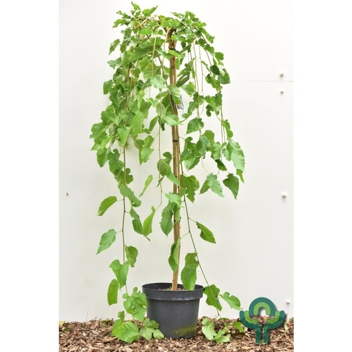 Witte moerbei (treurvorm) - Morus alba 'Pendula'