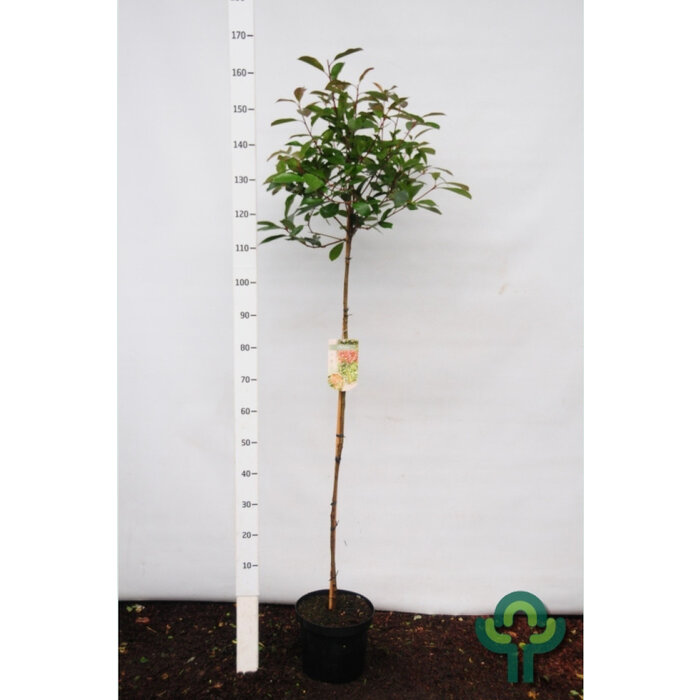 Glansmispel op stam - Photinia fraseri 'Red Robin'