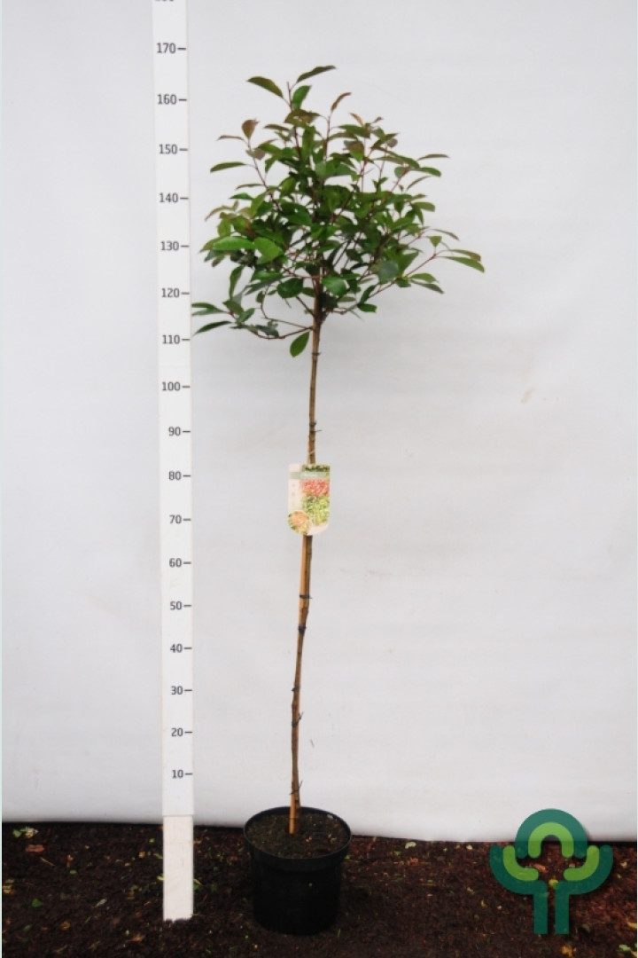 Glansmispel op stam - Photinia fraseri 'Red Robin'