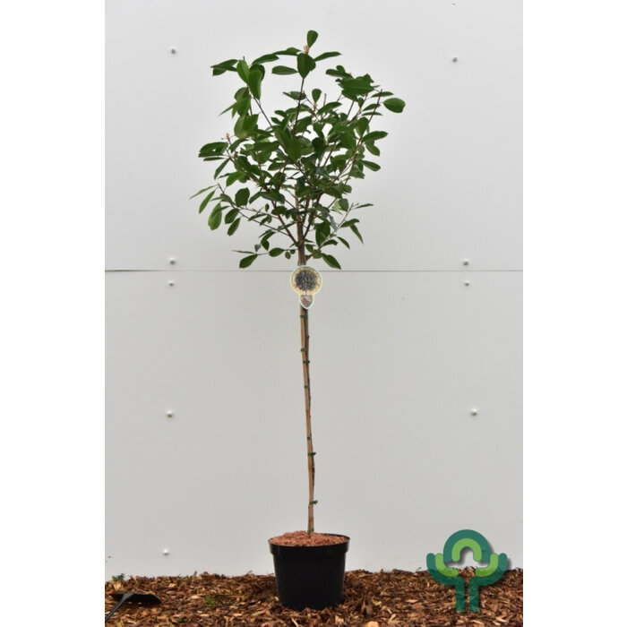 Glansmispel op stam - Photinia fraseri 'Red Robin'