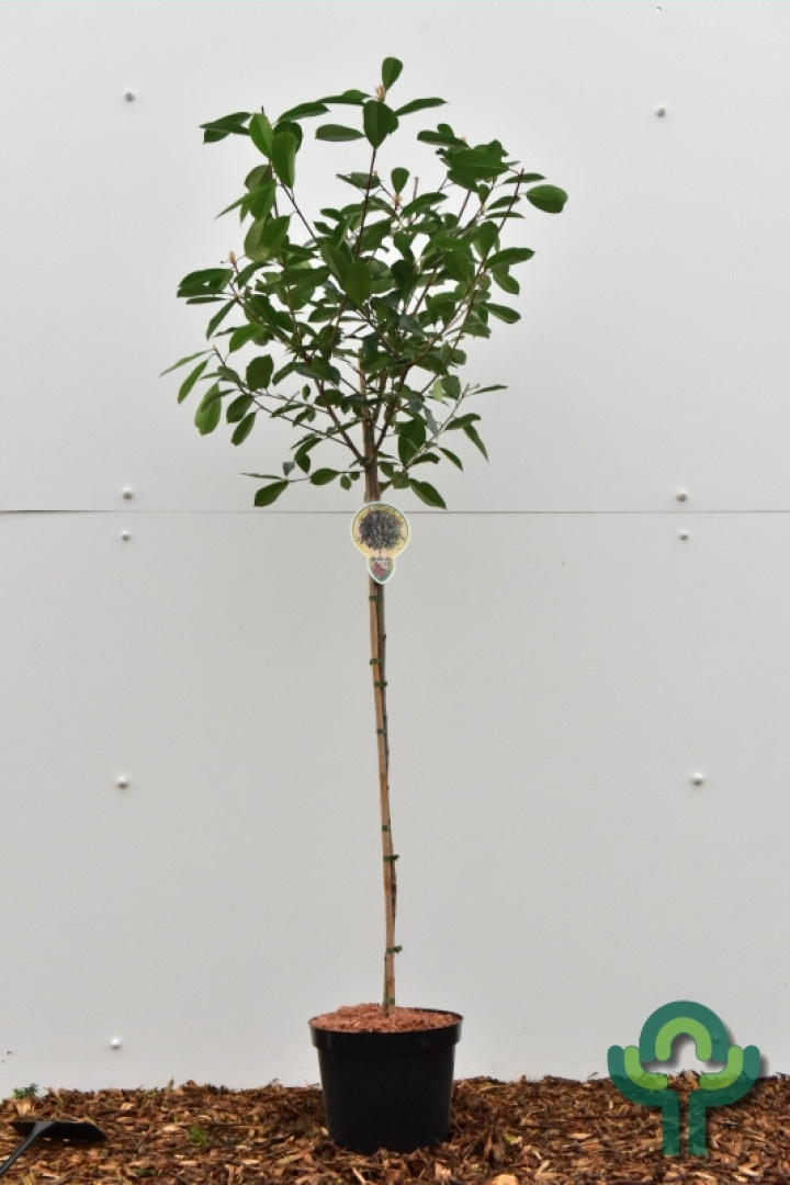Glansmispel op stam - Photinia fraseri 'Red Robin'