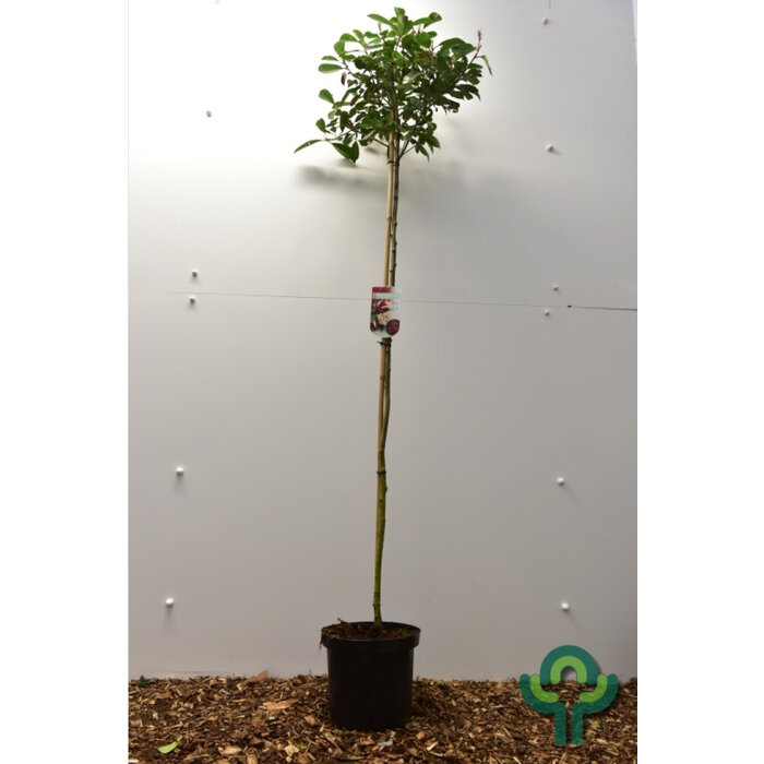 Glansmispel op stam - Photinia fraseri 'Red Robin'