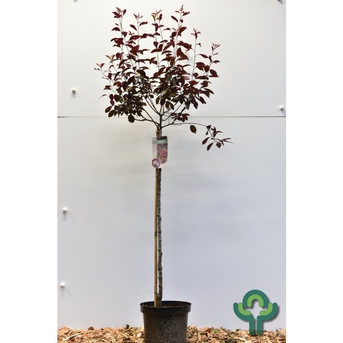 Sierkers op stam - Prunus cistena
