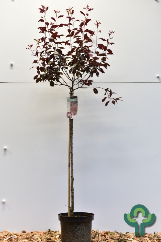 Sierkers op stam - Prunus cistena