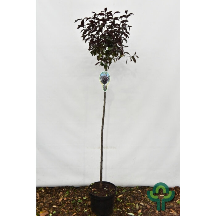 Sierkers op stam - Prunus cistena