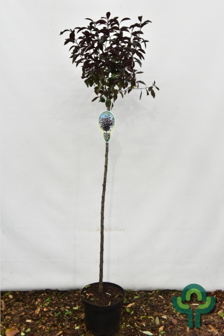 Sierkers op stam - Prunus cistena