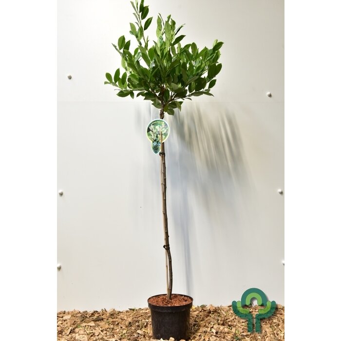 Laurier op stam - Prunus laurocerasus 'Mano'