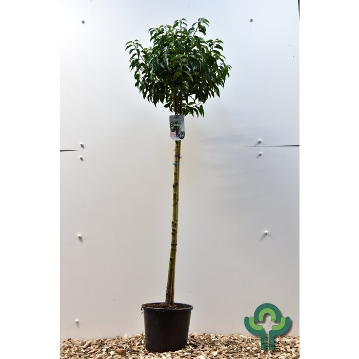 Laurierkers op stam - Prunus lusitanica 'Angustifolia'