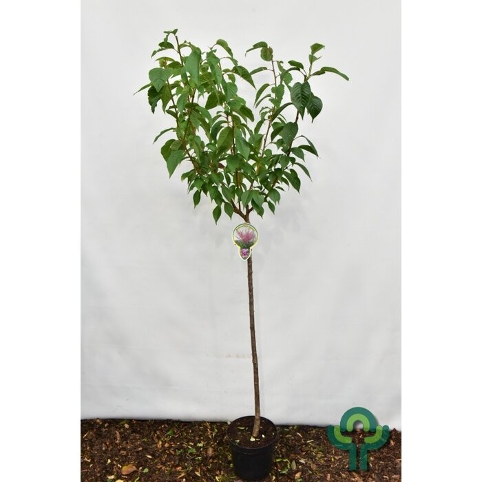 Japanse sierkers op stam - Prunus serrulata 'Kanzan'