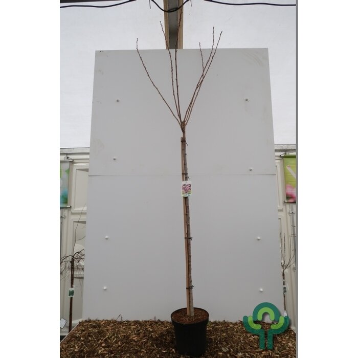 Japanse sierkers op stam - Prunus serrulata 'Kanzan'