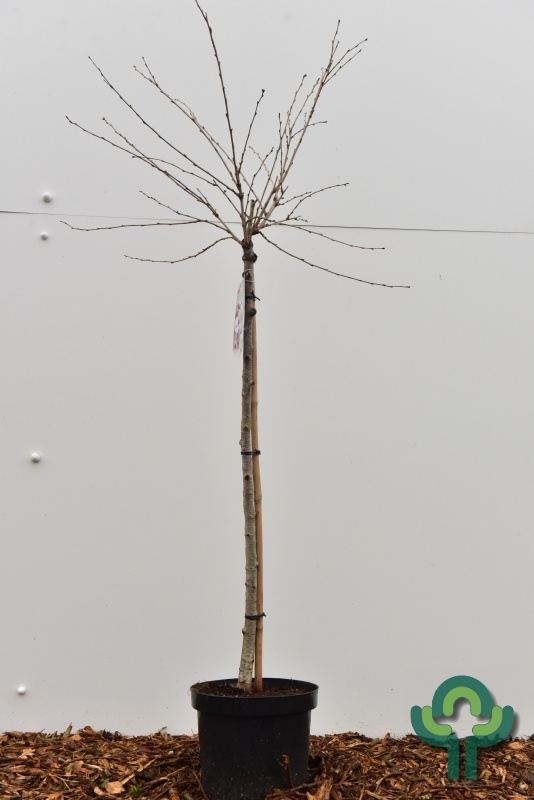 Sierkers op stam - Prunus 'The Bride'